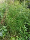 Organically Wild Crafted Horsetail Herb