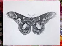 Cecropia Moth - Original