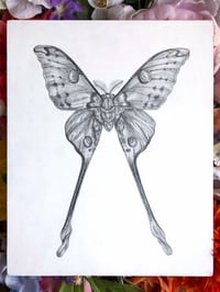 Comet Moth - Original