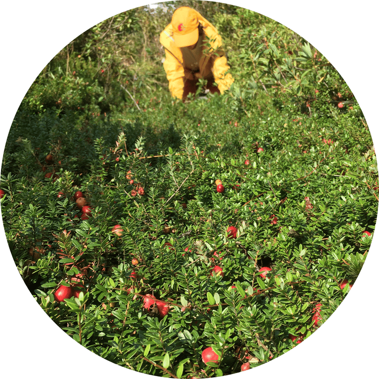 Wild Cranberry Sea Salt Image 2