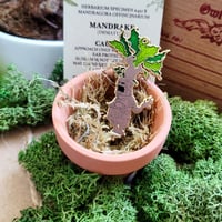 Image 3 of Angry Plant 