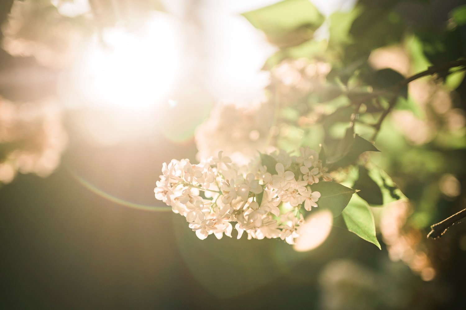 Image of Single Parent Minis