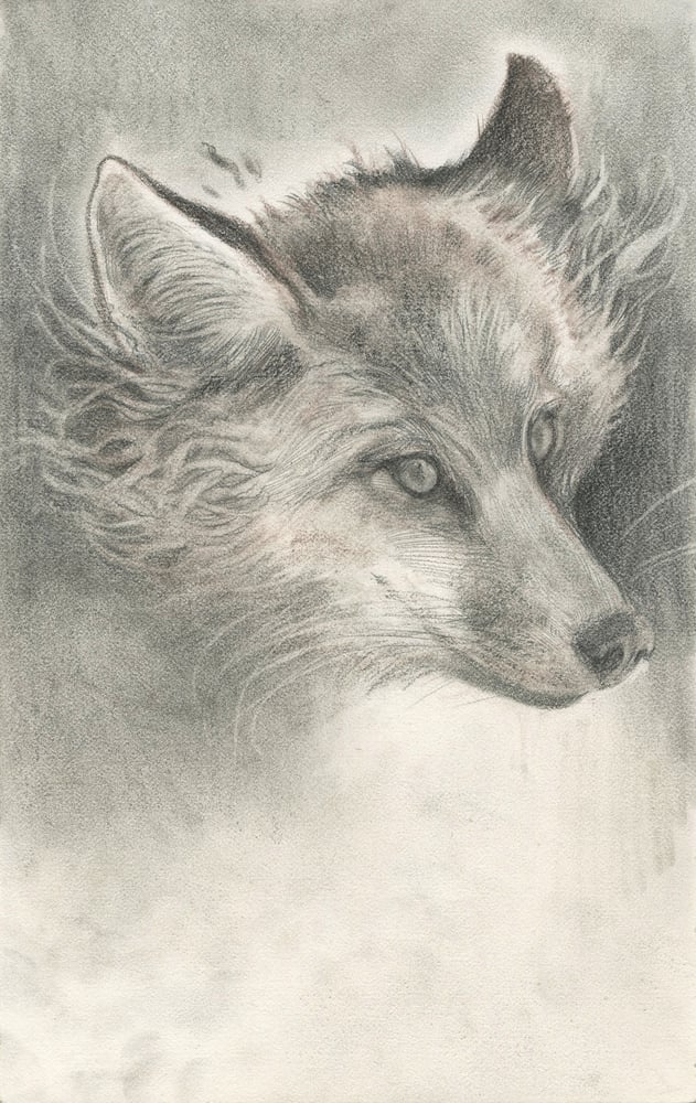 Image of The Fox II