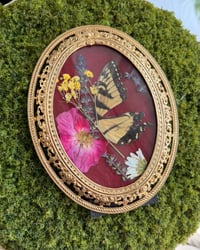 Image 5 of Antique Swallowtail Frame