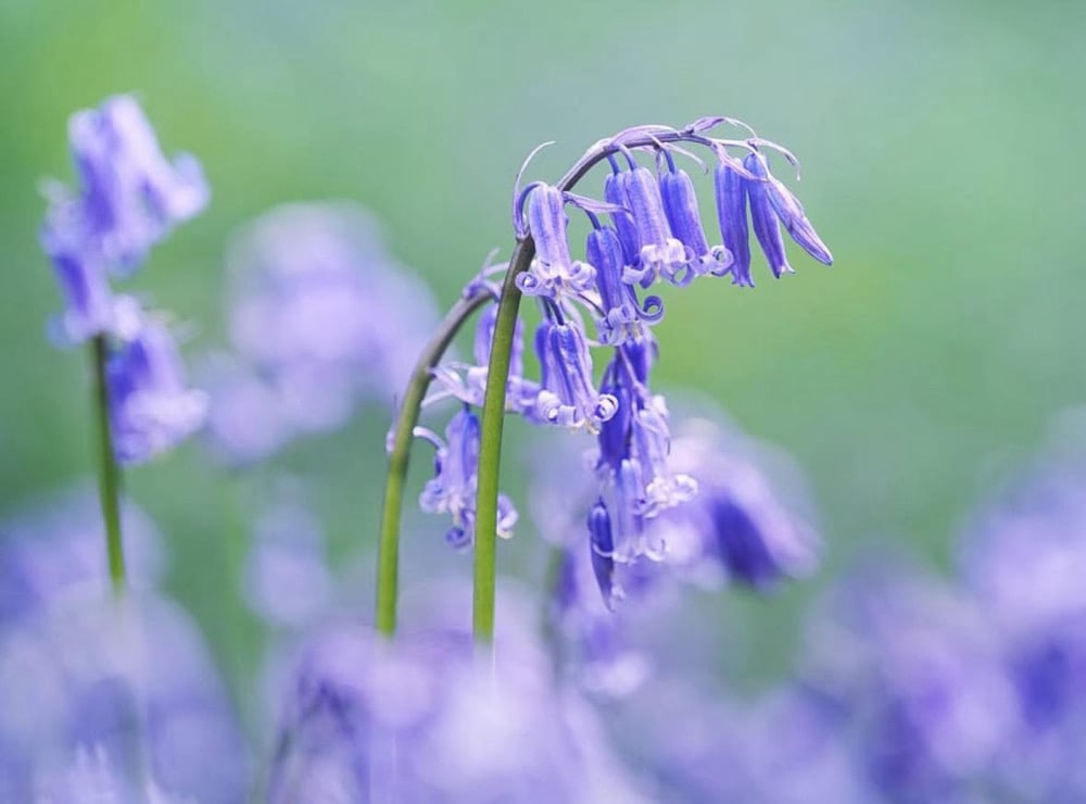 Image of Flower mini session deposit only