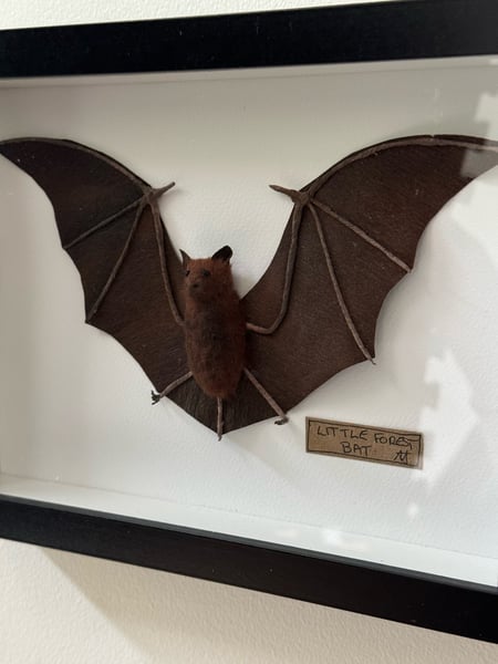 Image of Little forest bat  1 faux taxidermy 