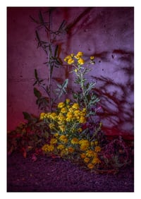 Nocturnal Flowers II