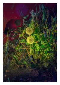 Nocturnal Flowers I