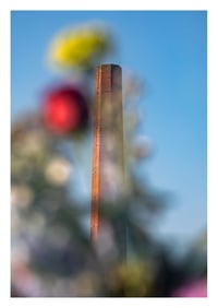 Chimney Blossoms