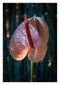 Anthurium Nitrate