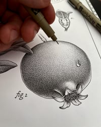 Image 2 of Pomegranate botanical study