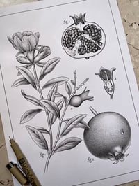 Image 1 of Pomegranate botanical study