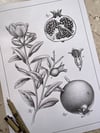 Pomegranate botanical study