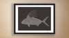  Fine Art Print / Roosterfish (18 in. x 24 in.) Signed