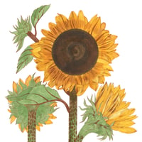 September 2021 :  Sunflower