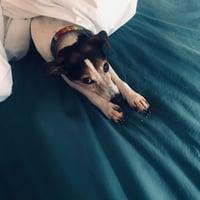 Image 1 of Nerina Pallot<br><i>Best In Show</i> - CD