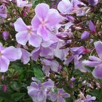 Phlox paniculata 'Franz Schubert'