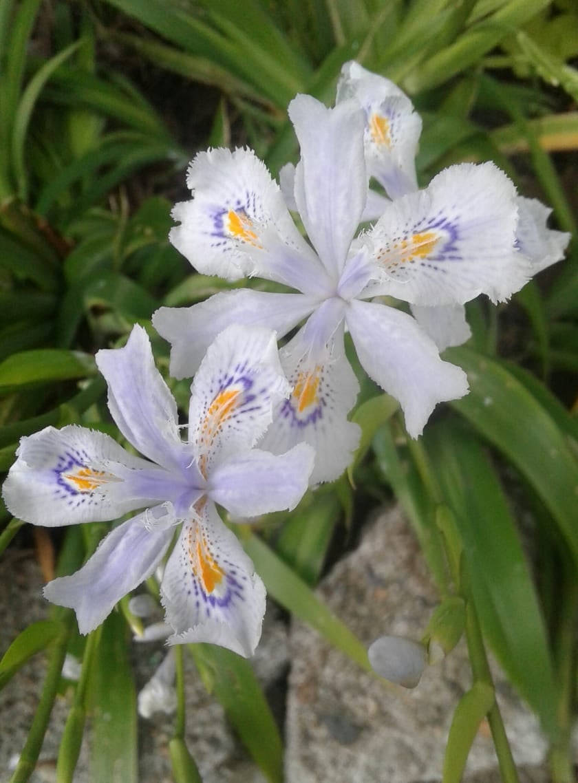 Image of Iris evansia 'Nobody's child' 