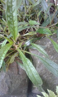 Omphalodes (dark blue) 