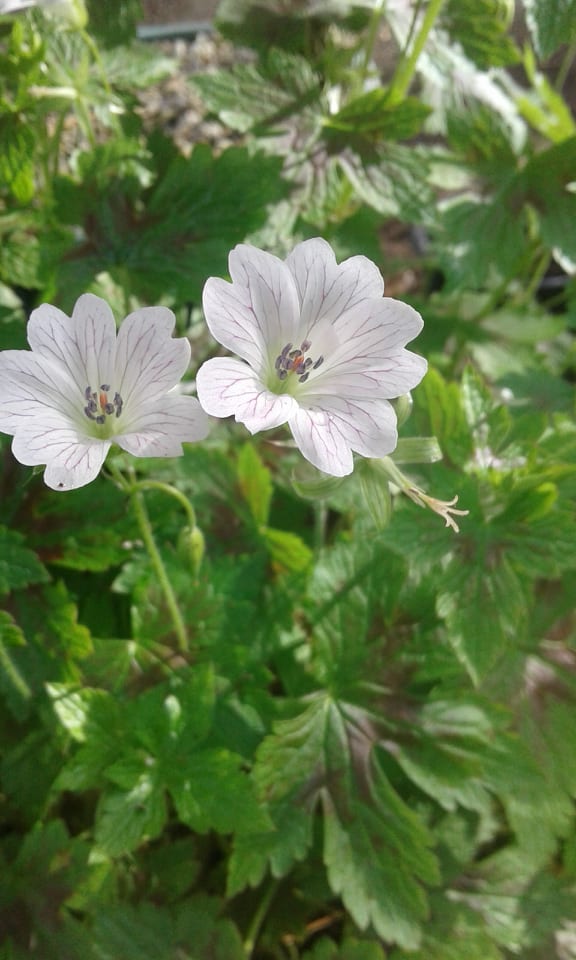 Image of Geranium 'Katherine Adele'