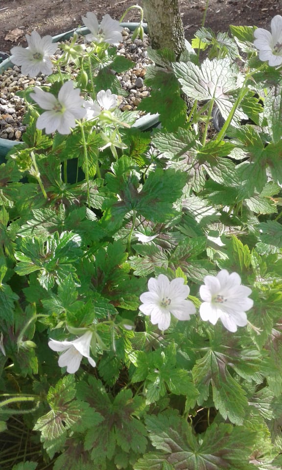 Image of Geranium 'Katherine Adele'