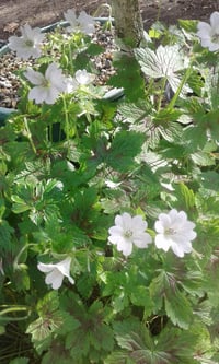 Image 2 of Geranium 'Katherine Adele'