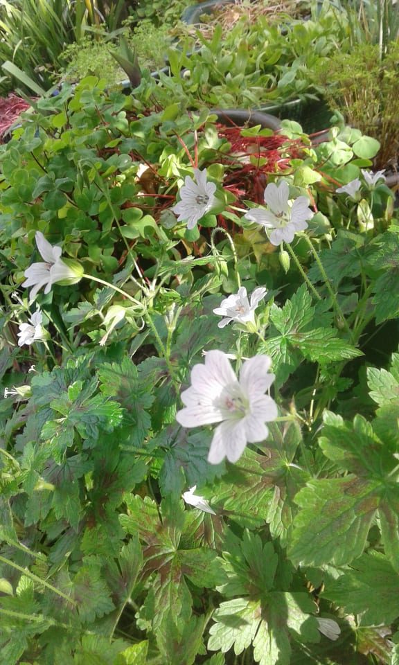 Image of Geranium 'Katherine Adele'