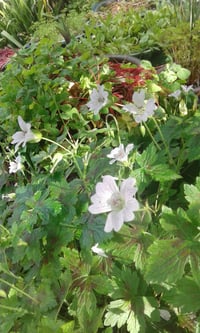 Image 3 of Geranium 'Katherine Adele'