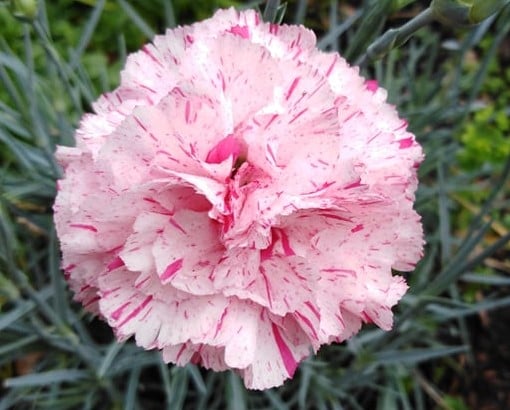 Image of Dianthus 'Pinball Wizard'