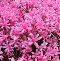 Nerine bowdenii 