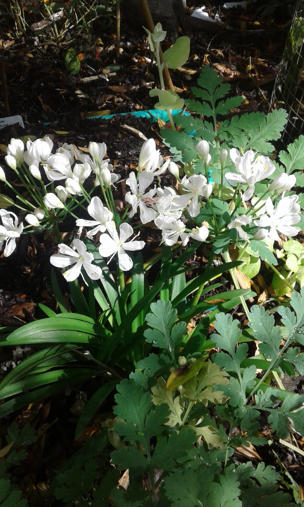 Image of Agapanthus 'Agapetite'