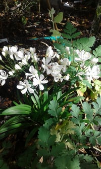 Agapanthus 'Agapetite'