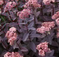 Sedum 'Purple Emperor'
