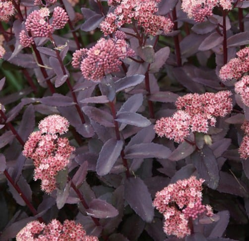 Image of Sedum 'Purple Emperor'