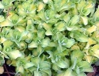 Sedum (Yellow/Green Variegation)