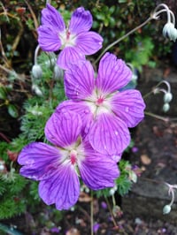 Geranium incanum (The Carpet Geranium) 