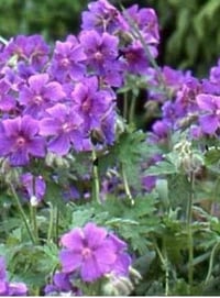 Geranium 'Silver Cloak'