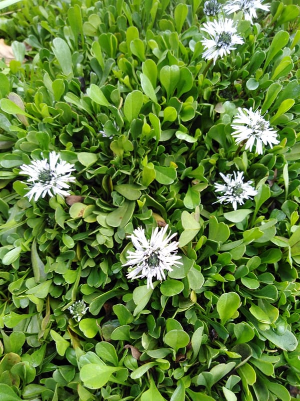 Image of Globularia (Blue)