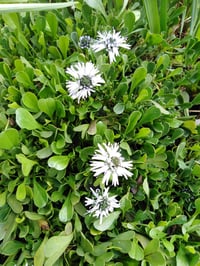 Image 2 of Globularia (Blue)