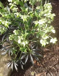 Image 1 of Helleborus foetidus 