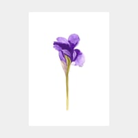 Image 1 of Iris #18