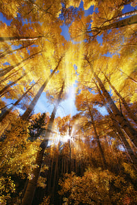 Aspen Light