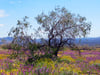 Tree and Flowers (Joshua Tree N.P) 