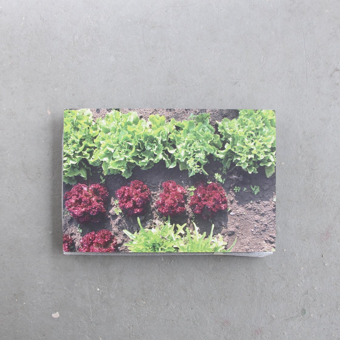 Image of Vegetable garden – print on dibond