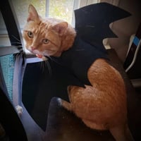 Cat costume Halloween pet clothes for cats bat wings and pumpkin bell