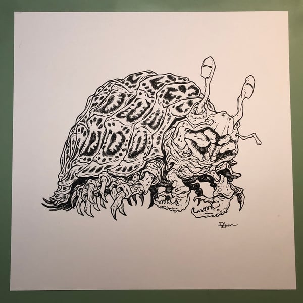 Image of The Dungeness Pillurtle