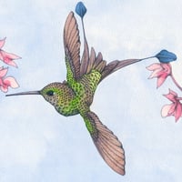 Image 4 of Booted Racket-tail hummingbird art card