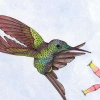Image 4 of Empress brilliant hummingbird art card