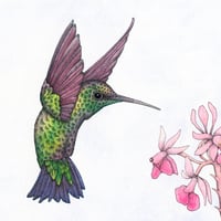 Image 4 of Western emerald hummingbird art card