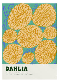 Dahlia